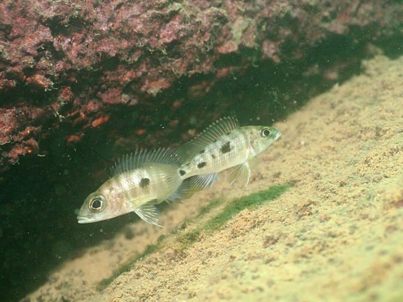 Otopharynx lithobates 'Mumbo Island'